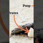 Leopard Geckos and Urination: All You Need to Know