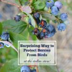 Do Snakes Eat Blueberries?