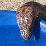 Why is water essential for the health of snakes?