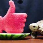 Do Turtles Eat Watermelon? Discover the Surprising Feeding Habits of Turtles