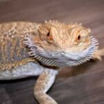 Bearded Dragon Teeth: Exploring the Dental Anatomy of a Popular Pet Lizard