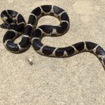 Eastern King Snake Juvenile – Facts, Care Guide, and More