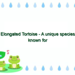 Elongated Tortoise – A unique species known for its elongated shell