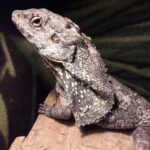 Essential Frilled Dragon Care Guide: Tips, Diet, and Habitat