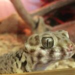Frog Eyed Gecko – Explore the Unique Features of This Fascinating Reptile
