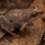 Froglets Food – The Best Diet for Young Frogs