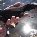 Full Grown Black Dragon Monitor – The Ultimate Guide