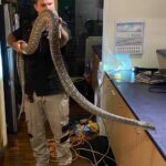 Full Grown Carpet Python: Size, Lifespan, and Care Guide