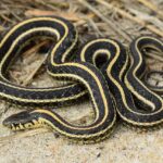 Garter snakes in Indiana: Habitat, Behavior, and Identification