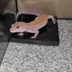 Why Do Geckos Poop and How to Deal with It: A Comprehensive Guide
