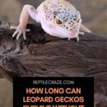 What You Need to Know About Gecko Water and Keeping Your Pet Hydrated
