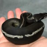 Ghi Mojave Ball Python – A Beautiful and Unique Snake Breed