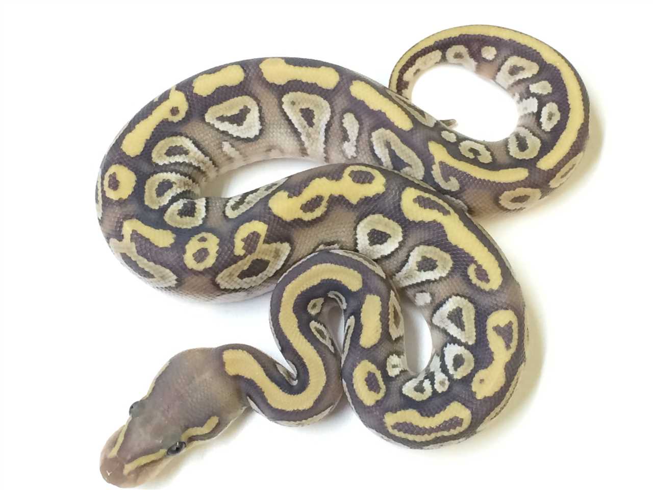 Discovering the Ghost Ball Python: A Beautifully Captivating Reptile ... image.