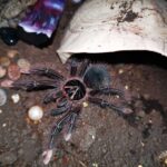 Goliath Birdeater for Sale – Find Your Next Exotic Pet Here