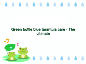 Green bottle blue tarantula care - The ultimate care guide - Vital Frog