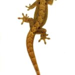 Hawaiian Mourning Gecko: A Fascinating Species from the Islands
