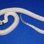 High White California Kingsnake: A Stunning Snake Breed to Consider