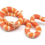 Honduran Albino Milk Snake: Care, Facts, and Breeding