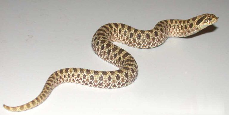 Discover the fascinating world of hot snakes poop - Vital Frog