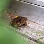 Ways to Prevent Frogs from Entering your House | Frog Invasion Prevention Tips