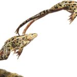 How High Can a Frog Jump?