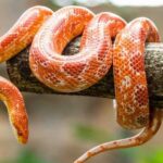 How Long Can a Corn Snake Go without Eating