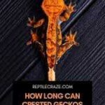 How Long Can a Crested Gecko Go Without Eating?