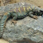 Uromastyx Lifespan: How long do uromastyx lizards live?