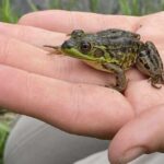 Identifying Frogs: A Guide to Recognizing Different Species
