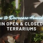 Ways to Maintain Adequate Humidity Levels in a Terrarium