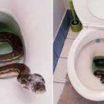 Preventing Frogs in Your Toilet: Easy Tips and Tricks