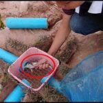 A Guide on How to Trap a Frog: Effective Techniques and Tips