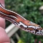 Ideal Humidity Levels for Corn Snakes