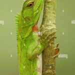 Iguana Small: A Guide to These Tiny Reptiles