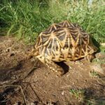 India Tortoise: Discover the Fascinating Species and Their Habitats