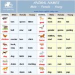 Gender identification: Is this name male or female?