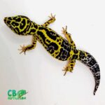 Jungle Leopard Gecko Care Guide – Tips and Information