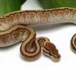Kingpin Ball Python: Characteristics, Care Guide, and More
