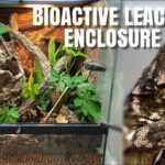 Creating the Perfect Leachie Gecko Enclosure