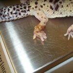 All About Leopard Gecko Feet: Anatomy, Functions, and Care