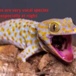 Everything you need to know about leopard gecko noises