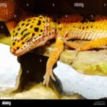 Why Does My Leopard Gecko Sleep So Much? Leopard Gecko Sleeping Patterns
