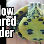 Male vs Female Yellow Bellied Slider Turtle
