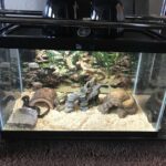 Creating the Perfect Enclosure for Your Mexican Black Kingsnake