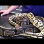 Mojave Royal Python: Everything You Need to Know