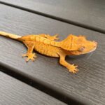 Orange Crested Gecko Care Guide: Tips for Keeping a Healthy Gecko