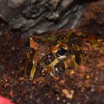 Pacman Frog Humidity – The Key to a Healthy Pet