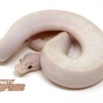 Pastel Ivory Ball Python – An Exquisite Snake Breed
