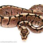 Pastel Spider Ball Python Care and Breeding Guide – The Ultimate Resource