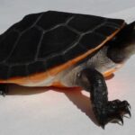Pink Belly Sideneck Turtle for Sale
